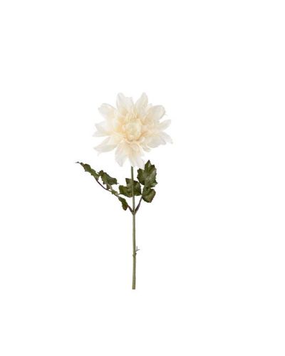 Newport Dahlia-leikkokukka, valkoinen