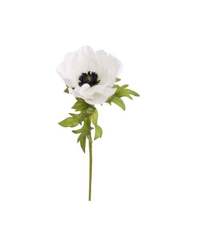 Newport Anemone-leikkokukka, valkoinen
