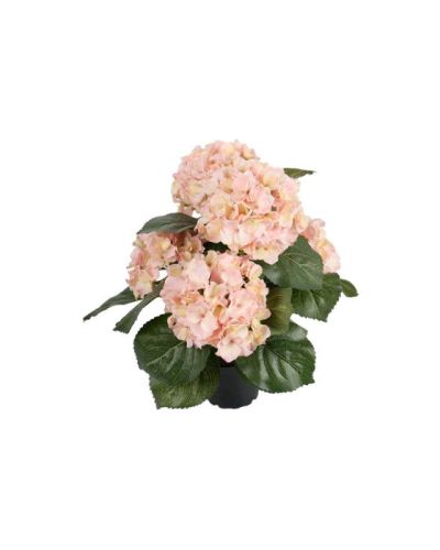 Newport Hortensia-ruukkukasvi, vaaleanpunainen