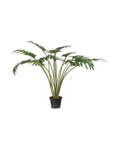 Newport Philodendron-ruukkukasvi | Alk. 74,00 €
