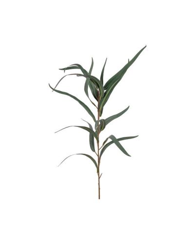 Newport Eukalyptus oksa | Alk. 11,00 €