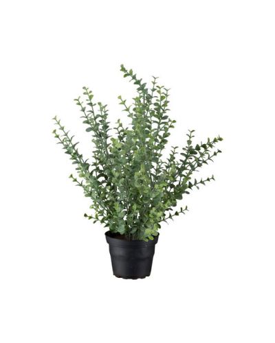 Newport Eukalyptus-ruukkukasvi, vihreä