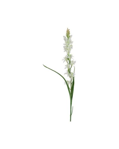 Newport Tuberosa leikkokukka valkoinen