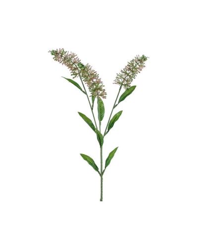 Newport Astilbe leikkokukka vaaleanpunainen