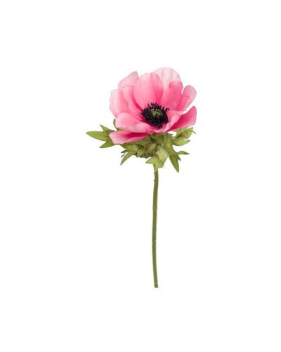 Newport Anemone leikkokukka vaaleanpunainen