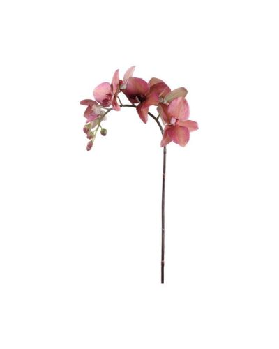 Newport Orchid Cut Flower Red