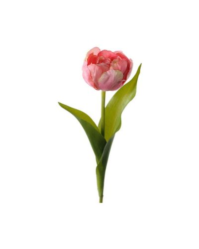 Newport Tulppaani leikkokukka tummanpinkki