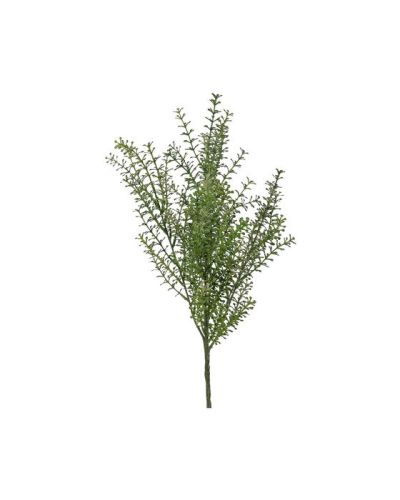 Newport Thlapsi leikkokukka vihreä | Alk. 14,00 €