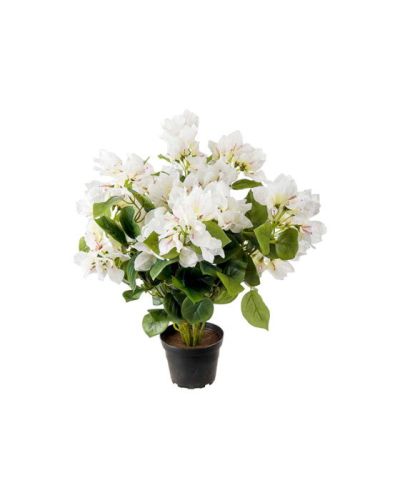 Newport Bougainvillea-ruukkukukka, valkoinen