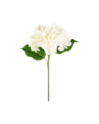Newport Hortensia leikkokukka valkoinen