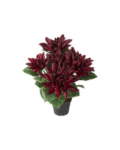 Newport Dahlia Potted Plant Wine Red
