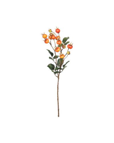 Newport Rosehip Cut Flower Orange