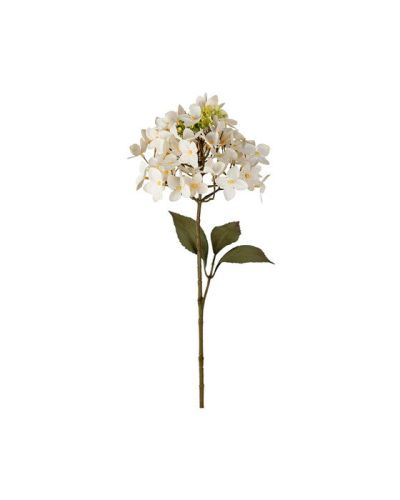 Newport Hortensia leikkokukka cream