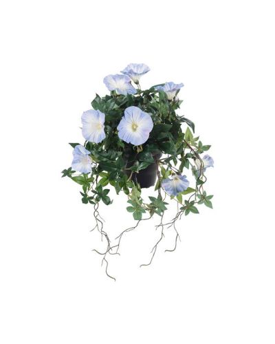 Newport Ipomoea tricolor-ruukkukasvi, sininen