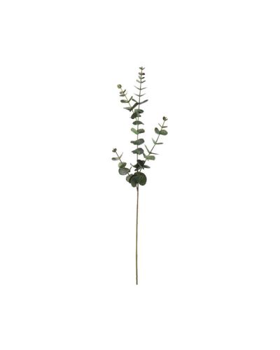 Newport Eukalyptusleikokukka