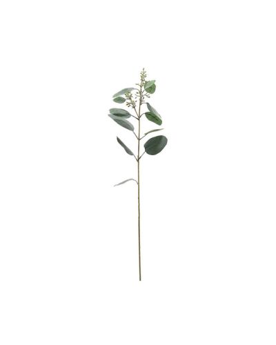 Newport Eukalyptus leikkokukka