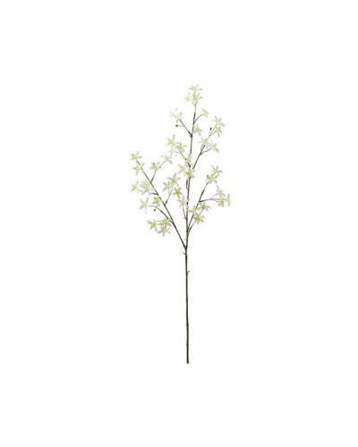 Newport Saxifraga leikkokukka valkoinen