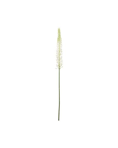 Newport Eremurus leikkokukka valkoinen