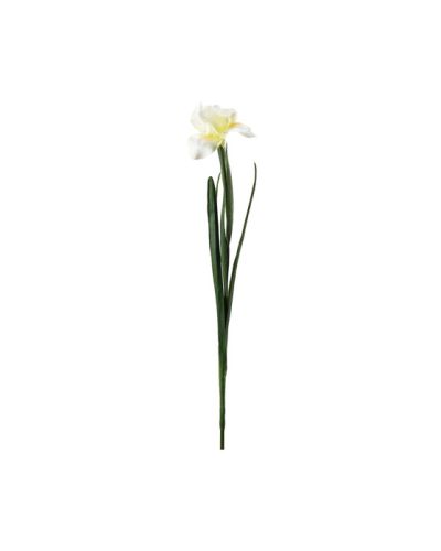 Newport Iris leikkokukka keltainen