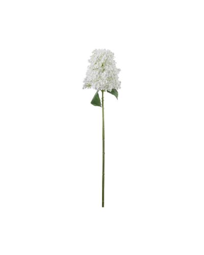 Newport Syreenihortensia-leikkokukka, valkoinen