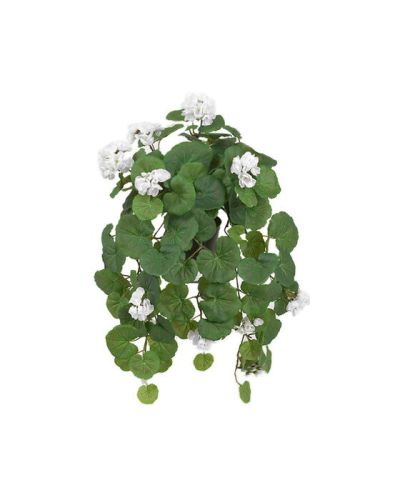 Newport Amppelipelargoni ruukkukasvi valkoinen