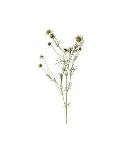 Newport Scabiosa leikkokukka valkoinen