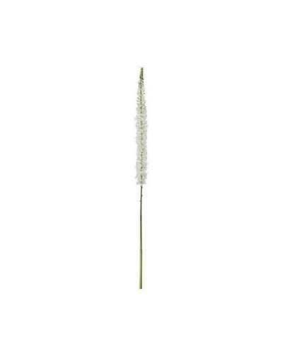 Newport Eremurus leikkokukka valkoinen