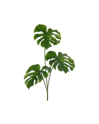 Newport Monstera-leikkokukka, vihreä