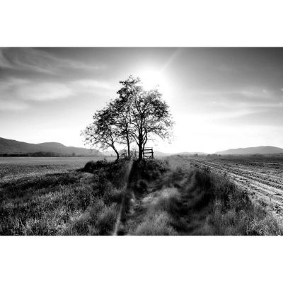 Artwood, Seinäkoriste Landscape Tree 120 x 80 cm Artwood | Alk. 755,30 €