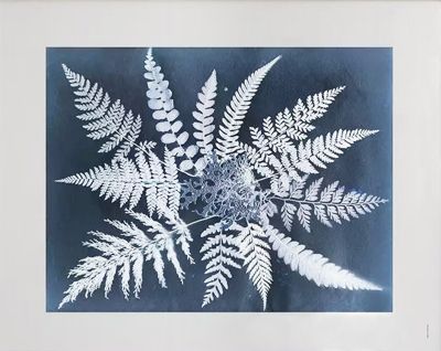 Fine Little Day Fern star -juliste 40 x 50 cm | Alk. 26,90 €