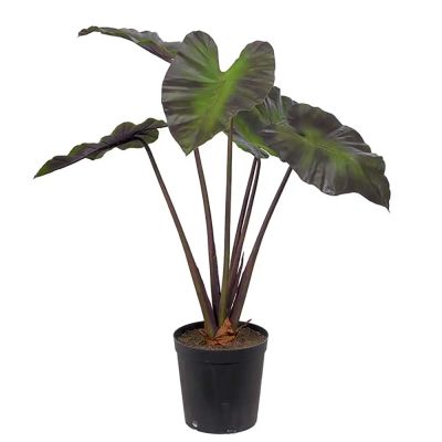 Mr Plant, Alocasia Puu 100 cm | Alk. 385,00 €