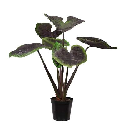 Mr Plant, Alocasia Puu 130 cm | Alk. 810,00 €