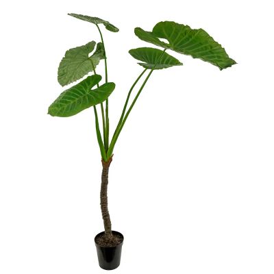 Mr Plant, Alocasia Puu 220 cm | Alk. 810,00 €