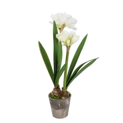 Mr Plant, Amaryllis 90 cm Valkoinen | Alk. 203,00 €