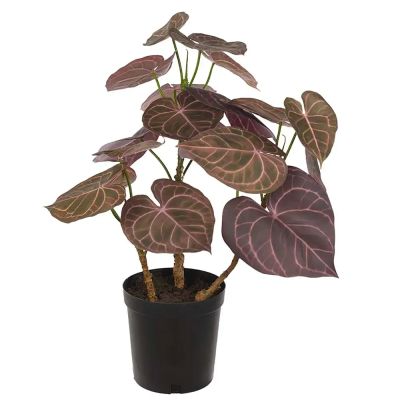 Mr Plant, Anthurium Huonekasvi 65 cm | Alk. 220,00 €