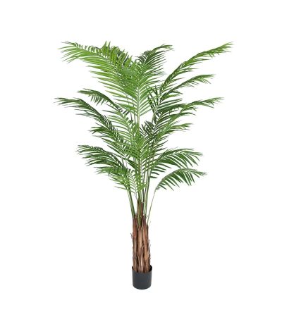 Mr Plant, Arecapalmu 210 cm