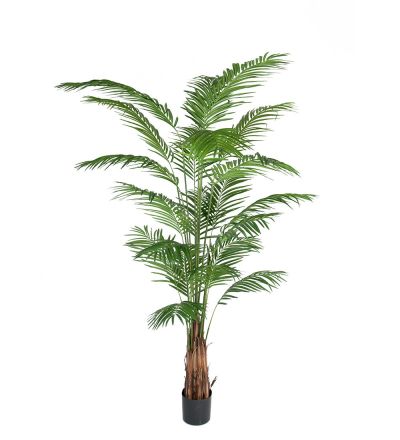 Mr Plant, Arecapalmu 240 cm