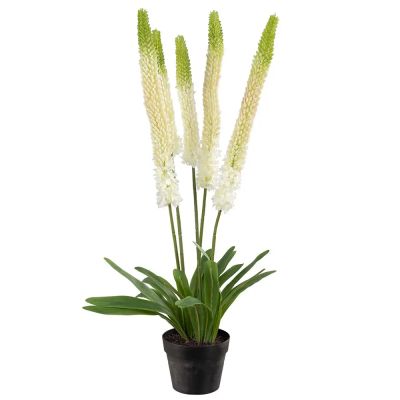 Mr Plant, Aroliilia Huonekasvi 95 cm Valkoinen | Alk. 130,00 €