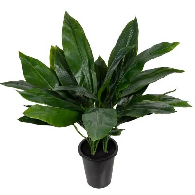 Mr Plant, Aspidistra Huonekasvi 75 cm | Alk. 103,00 €