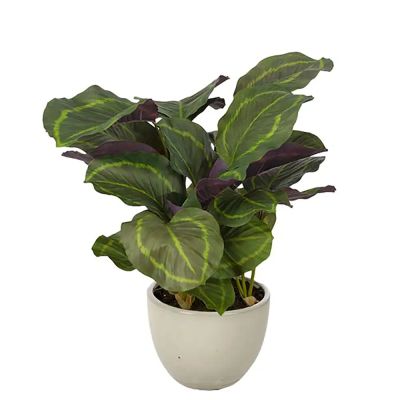 Mr Plant, Calathea Huonekasvi 65 cm | Alk. 202,00 €