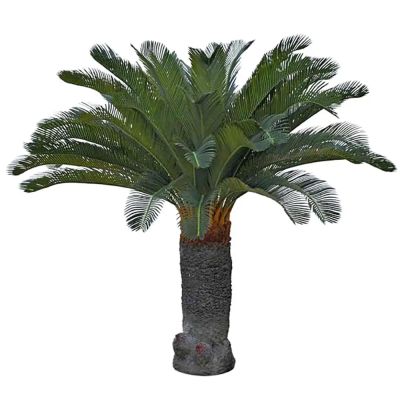 Mr Plant, Cycas Palmu 100 cm | Alk. 197,00 €
