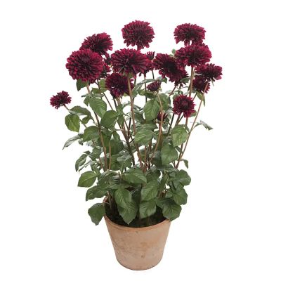Mr Plant, Dahliakasvi 100 cm Punainen | Alk. 425,00 €