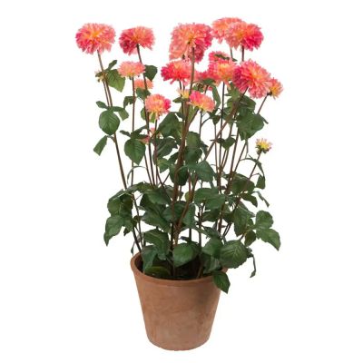 Mr Plant, Dahliakasvi 100 cm Vaaleanpunainen | Alk. 425,00 €