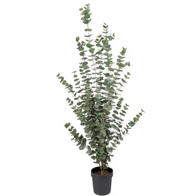 Mr Plant, Eukalyptuspuu 170 cm