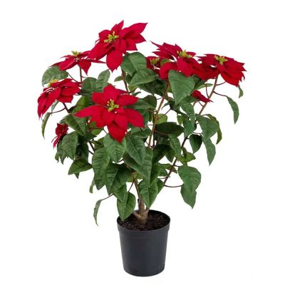Mr Plant, Joulutähti 70 cm Punainen | Alk. 188,00 €