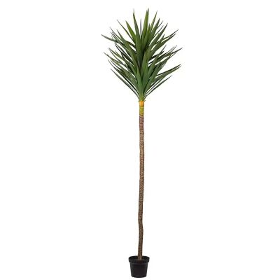 Mr Plant, Jukka Puu 250 cm | Alk. 482,00 €