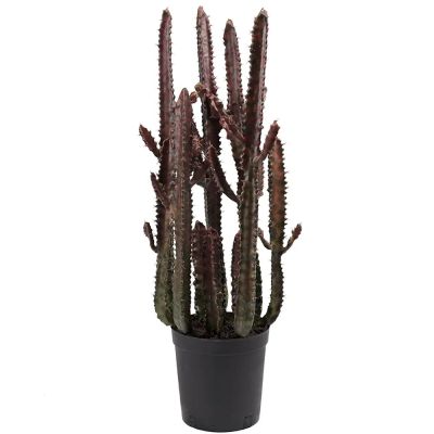 Mr Plant, Kaktus 65 cm | Alk. 103,00 €