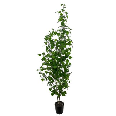 Mr Plant, Koivu Puu 180 cm | Alk. 385,00 €