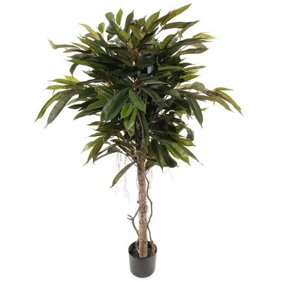 Mr Plant, Longifolia Puu 150 cm | Alk. 175,00 €