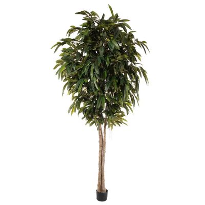Mr Plant, Longifolia Puu 320 cm | Alk. 1 364,00 €